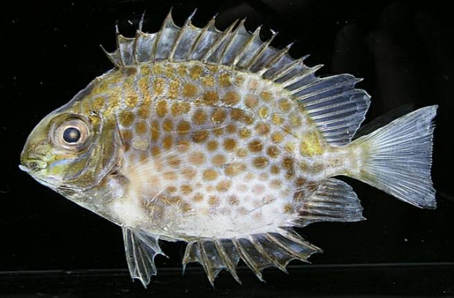 釣客遭毒魚刺傷