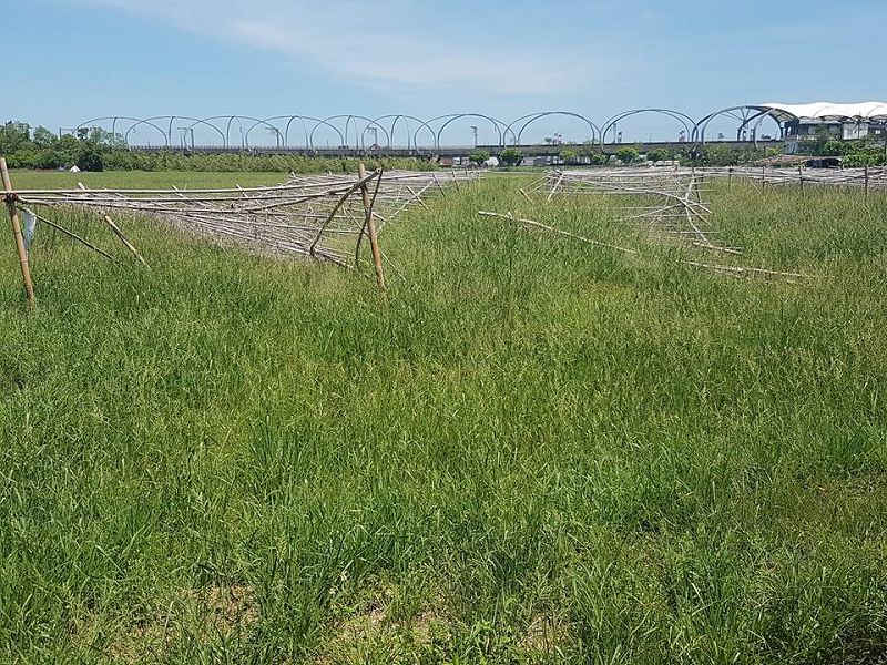 冬山火車站附近農田淹水,百萬馬陸登陸入侵民宅避雨