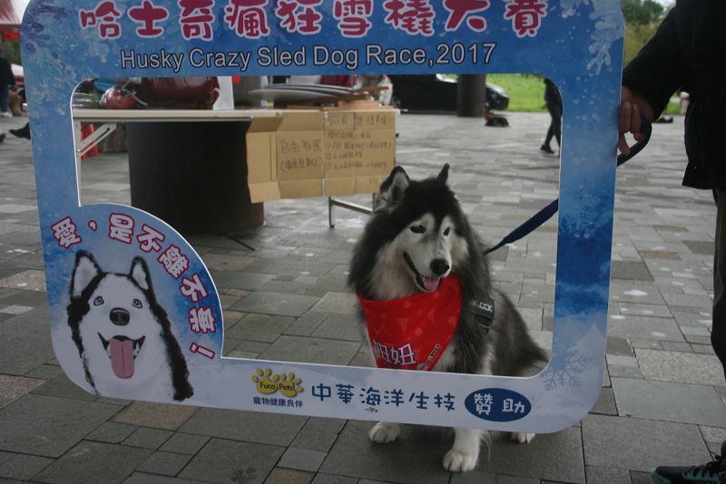 全國300多隻哈士奇到羅東文化工場以狗會友