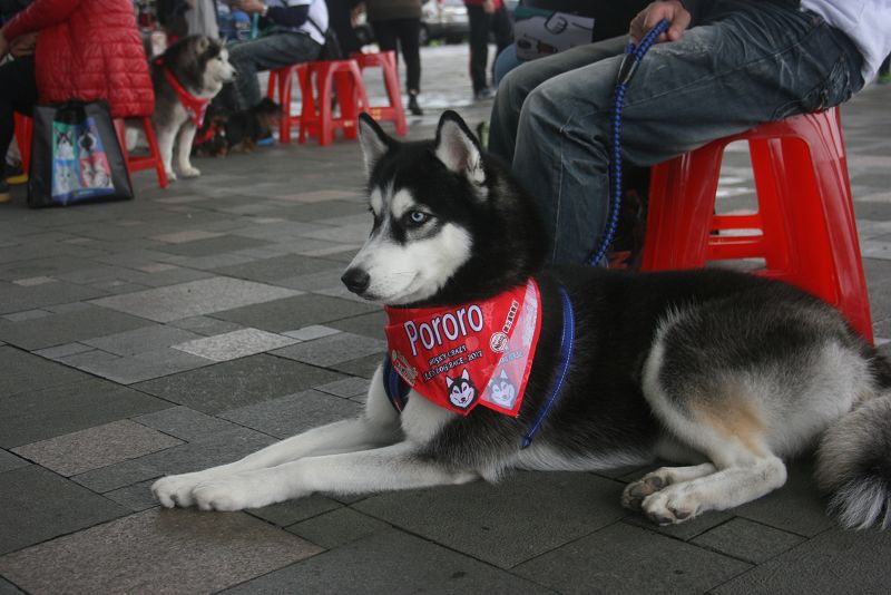 哈士奇乖乖趴在主人腳邊