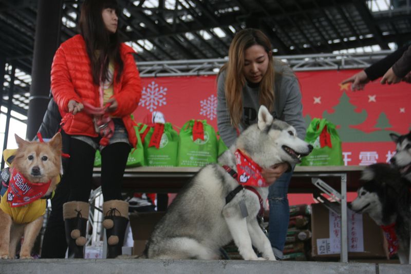 哈士奇參加才藝競賽