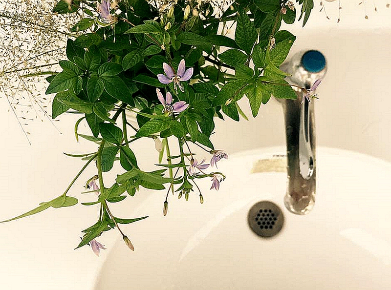 空間裡有綠色植物就有了呼吸和流動的感覺⋯⋯