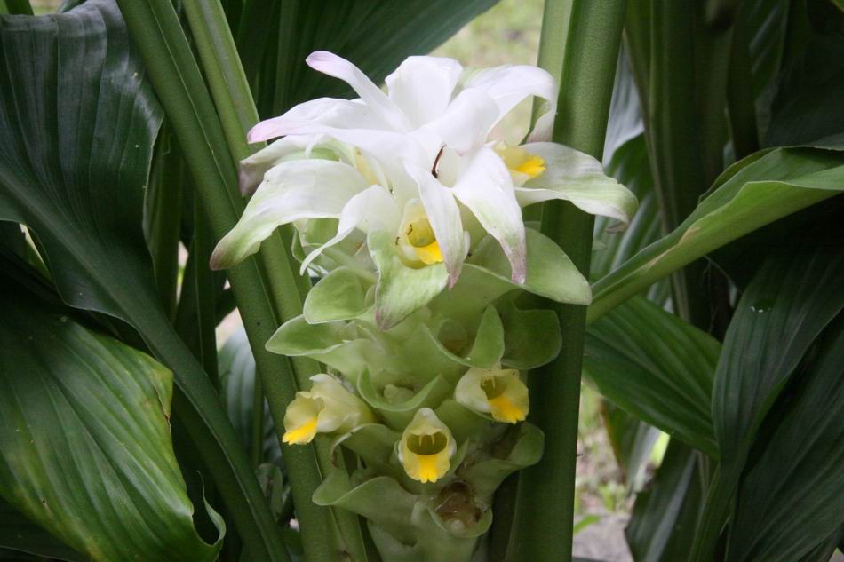 神奇的薑黃 背後傳奇故事