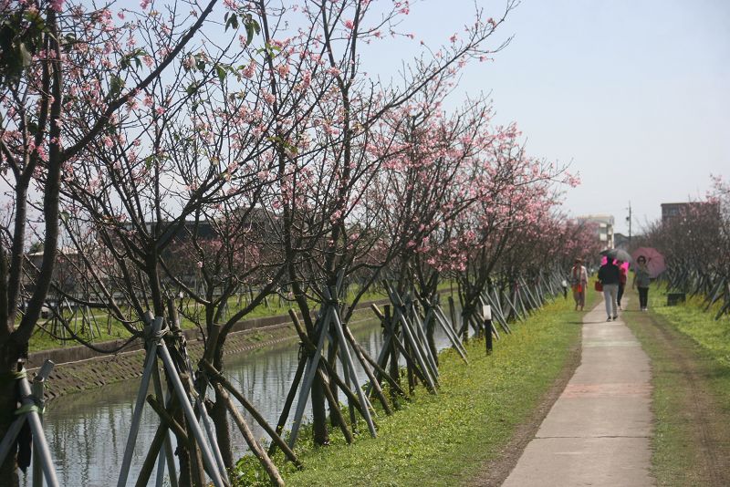 羅東鎮3月3日羅莊櫻花步道舉行植樹節活動 葛瑪蘭新聞網