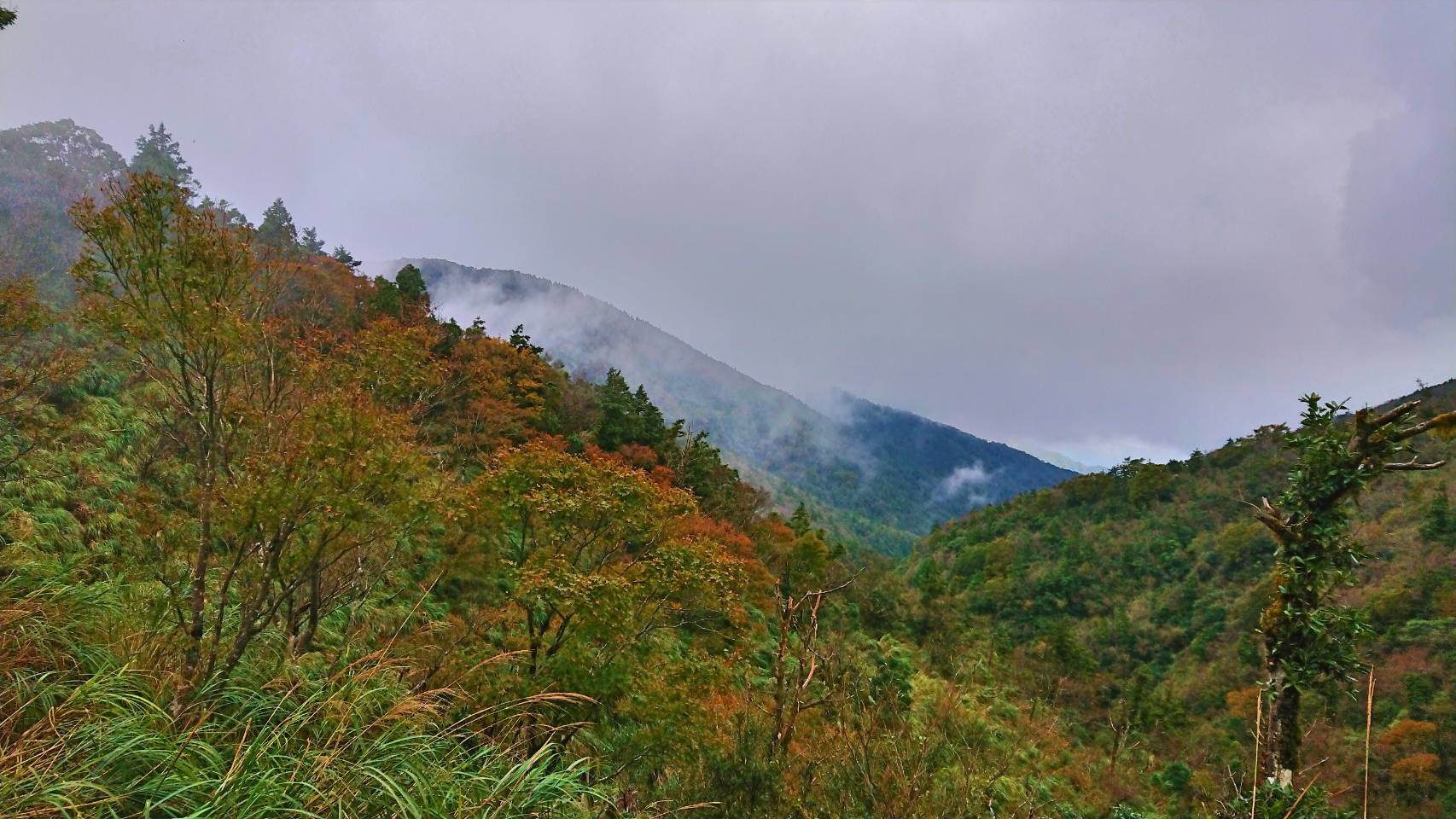 太平山「山毛櫸黃金林」正夯 如何玩最安全又舒暢