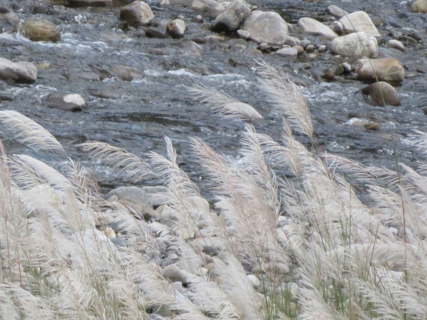 美景無處不在 蘭陽溪畔秋風搖曳舞白芒