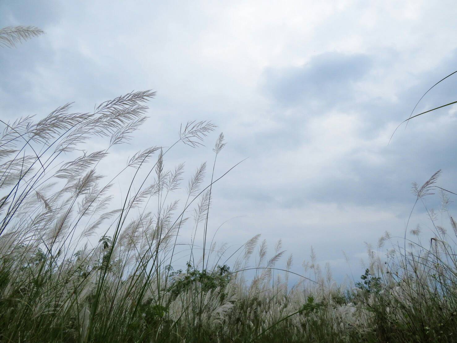 美景無處不在 蘭陽溪畔秋風搖曳舞白芒