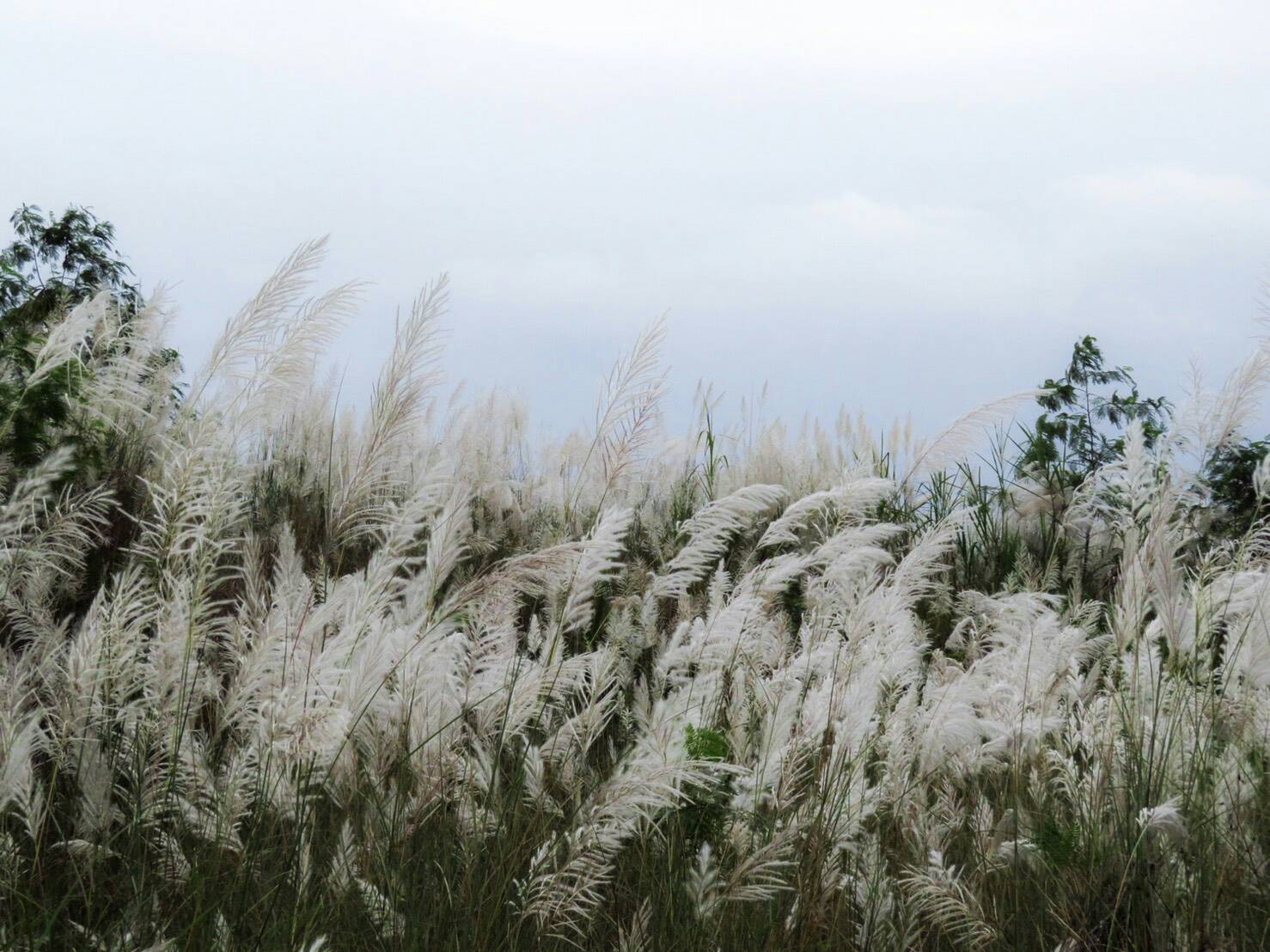 美景無處不在 蘭陽溪畔秋風搖曳舞白芒