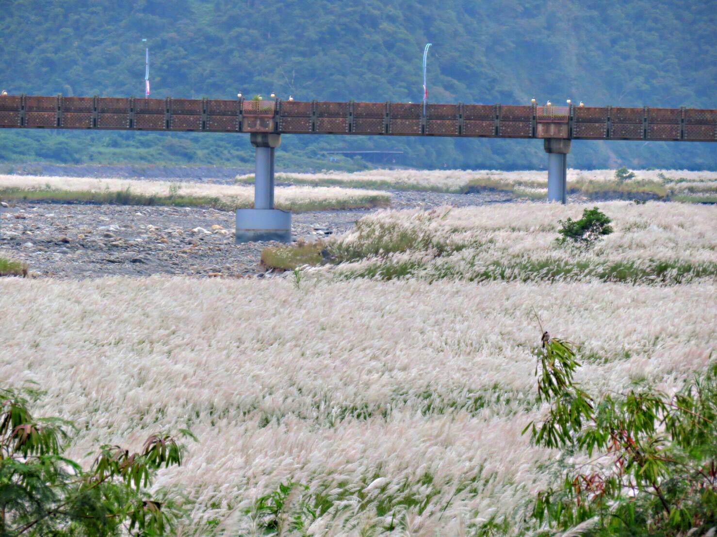 美景無處不在 蘭陽溪畔秋風搖曳舞白芒