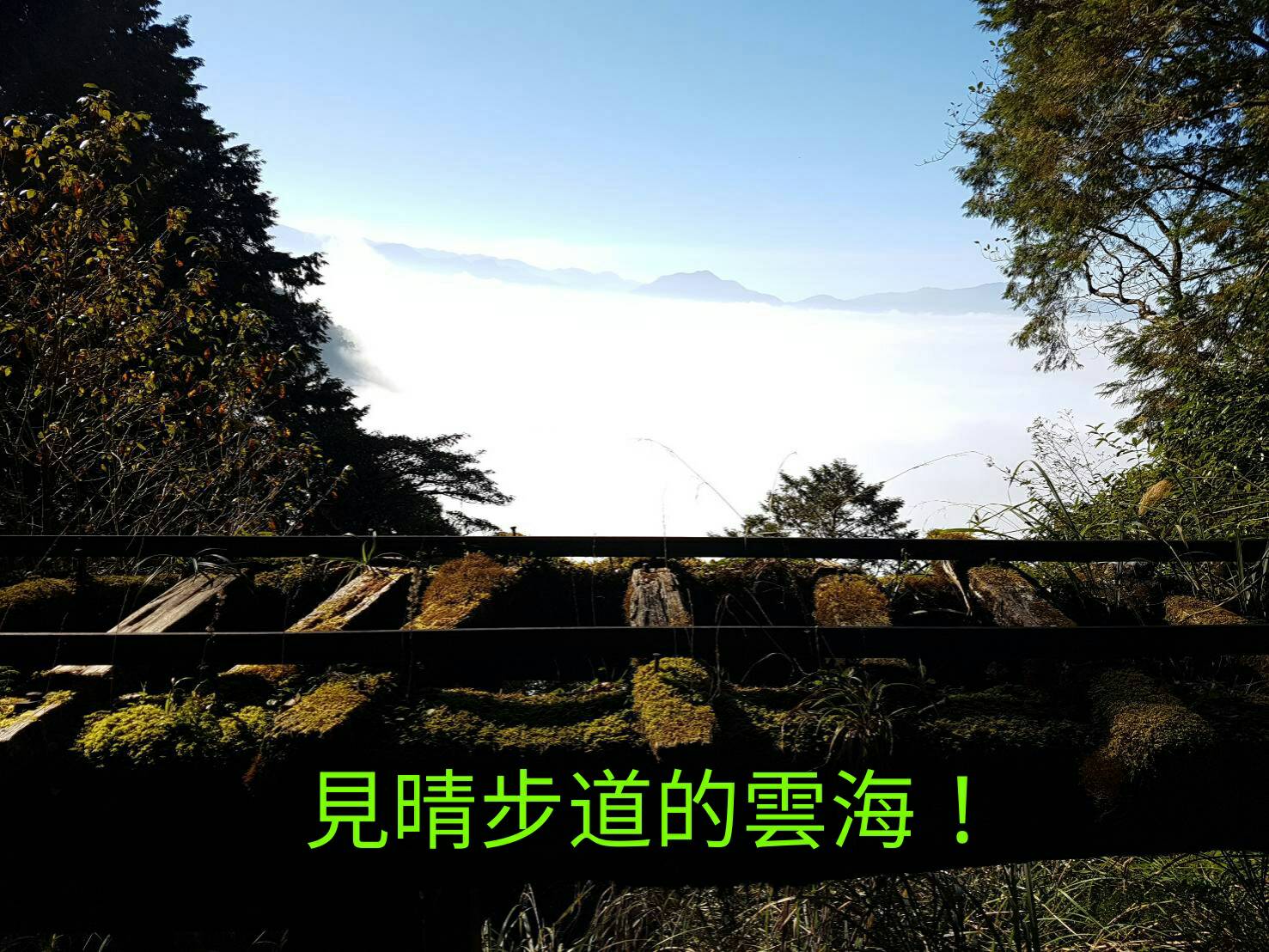 雲海、山毛櫸之美 盡在太平山