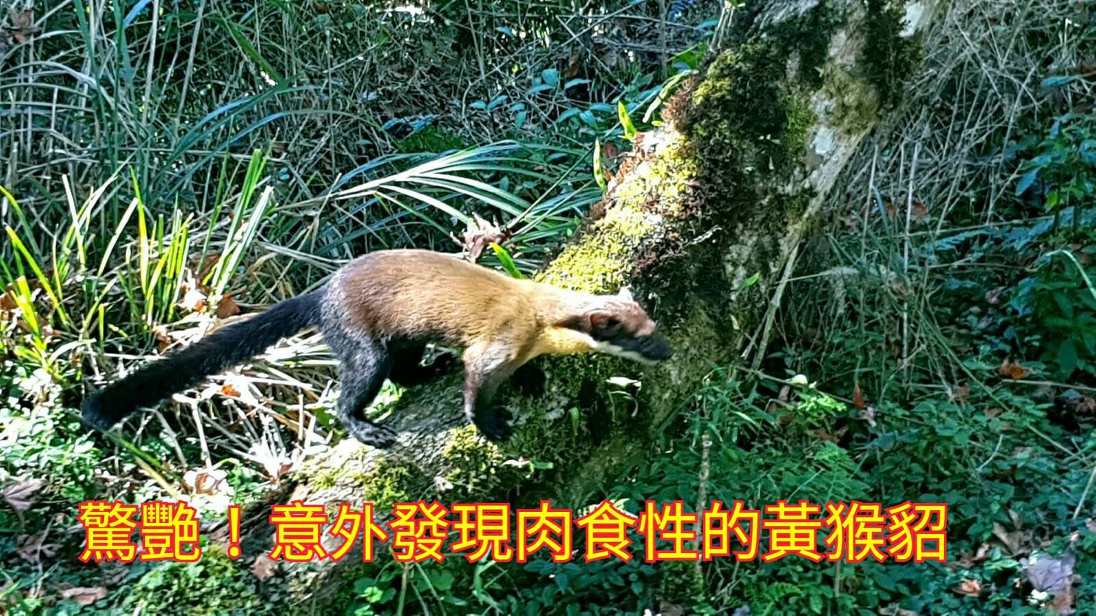 雲海、山毛櫸之美 盡在太平山