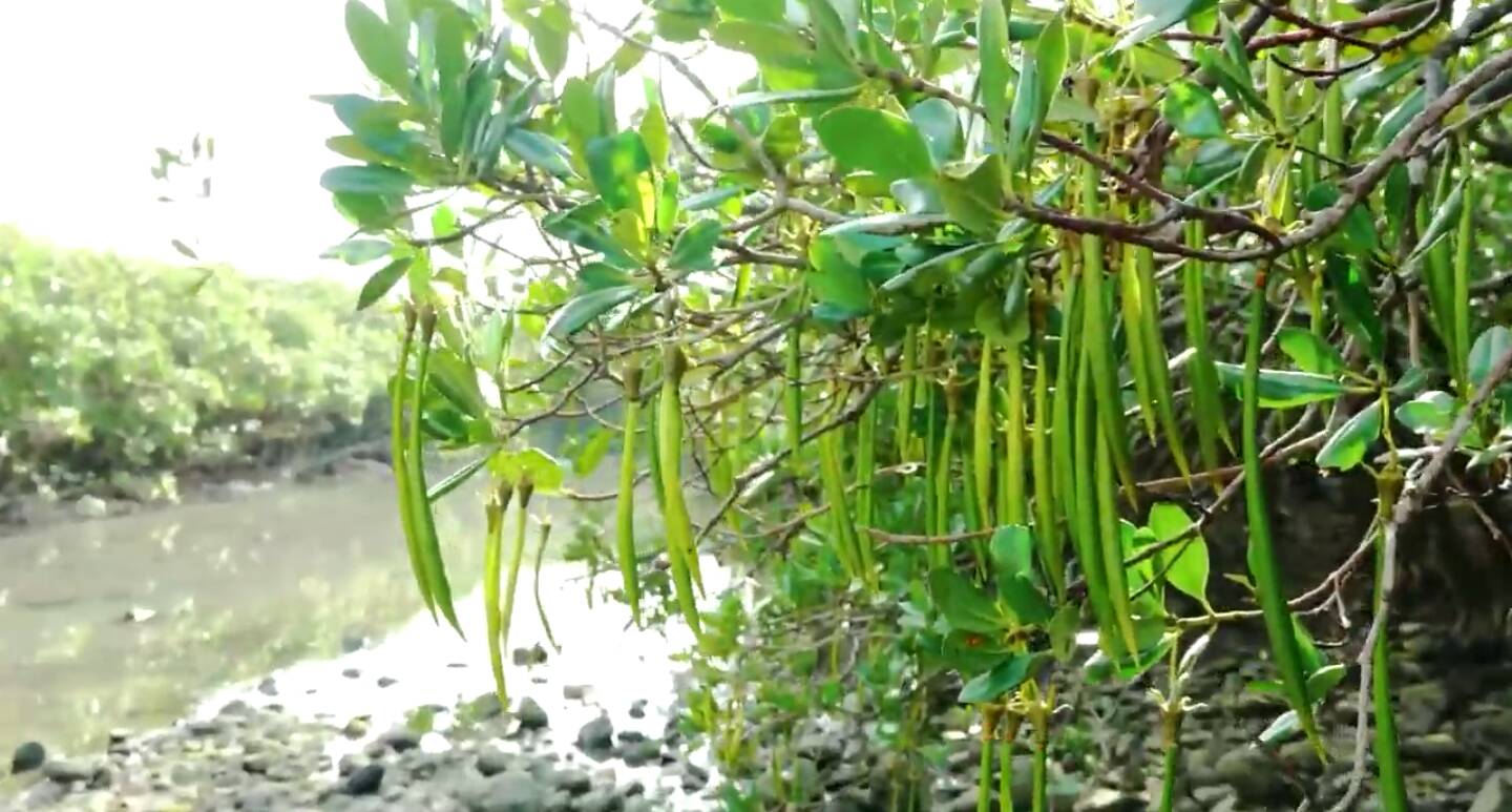 羅東林管處邀您 免費漫遊淡水紅樹林步道 