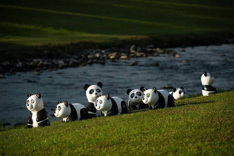 貓熊出沒竟成網紅 三星安農溪畔打卡新景點