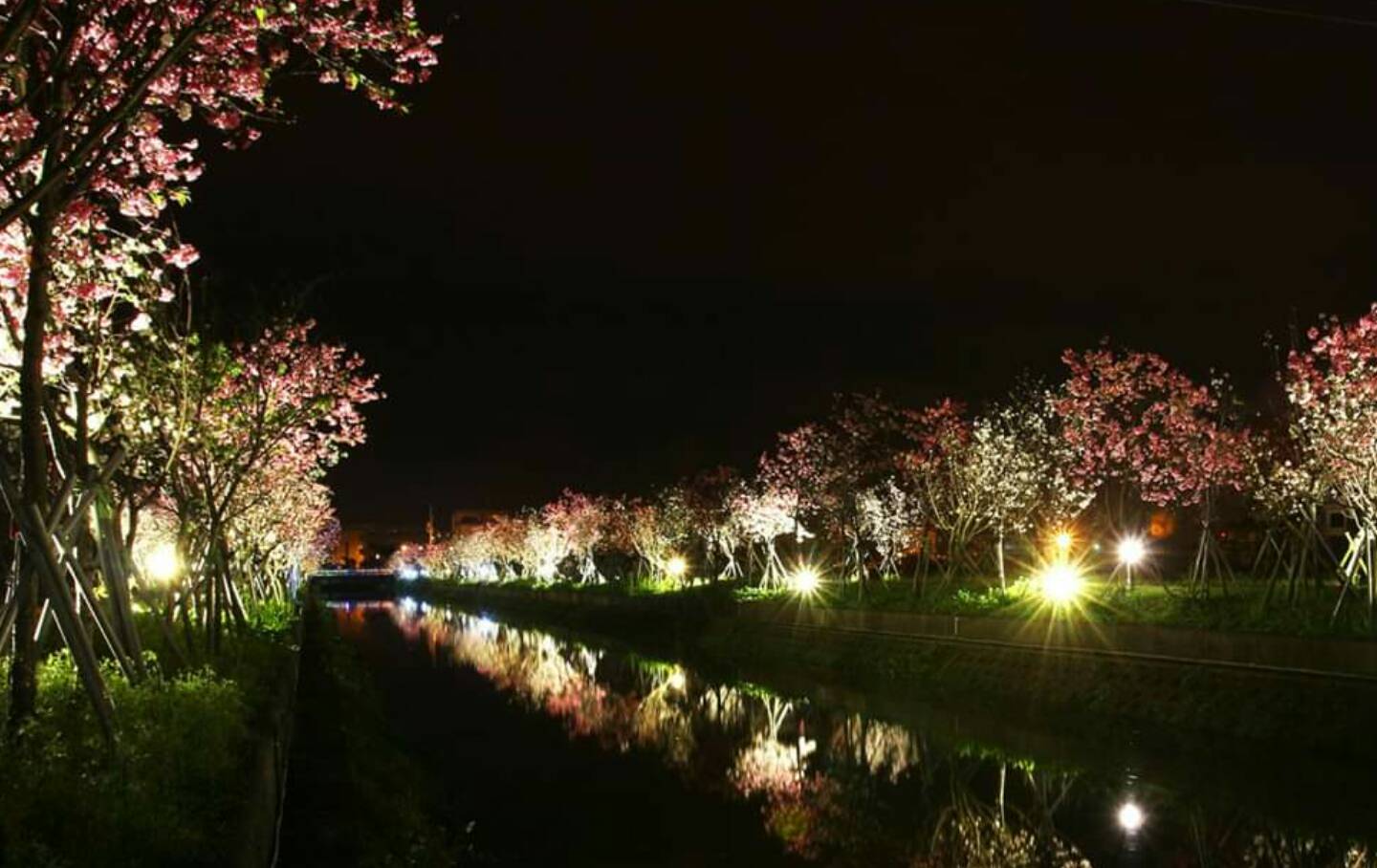 羅莊步道櫻花初綻  情侶美拍送摺疊野餐墊