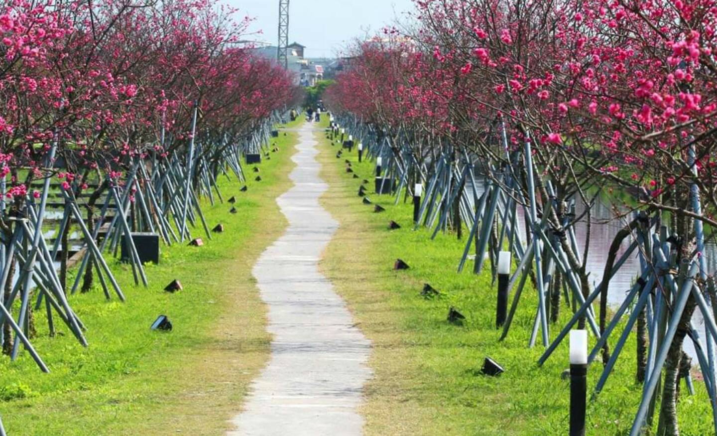 羅莊步道櫻花初綻  情侶美拍送摺疊野餐墊