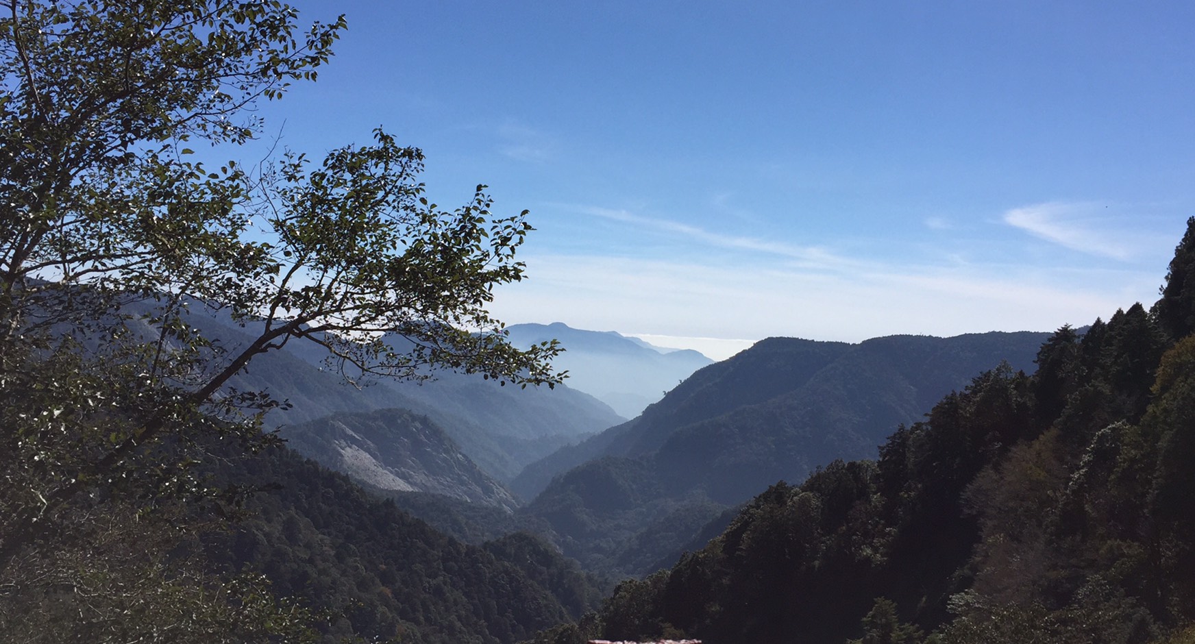 雲海、山毛櫸之美 盡在太平山