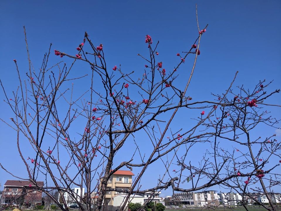 羅莊步道櫻花初綻  情侶美拍送摺疊野餐墊