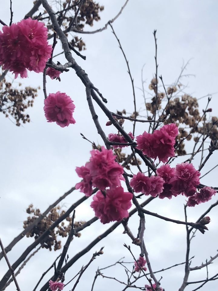 羅莊步道櫻花初綻  情侶美拍送摺疊野餐墊