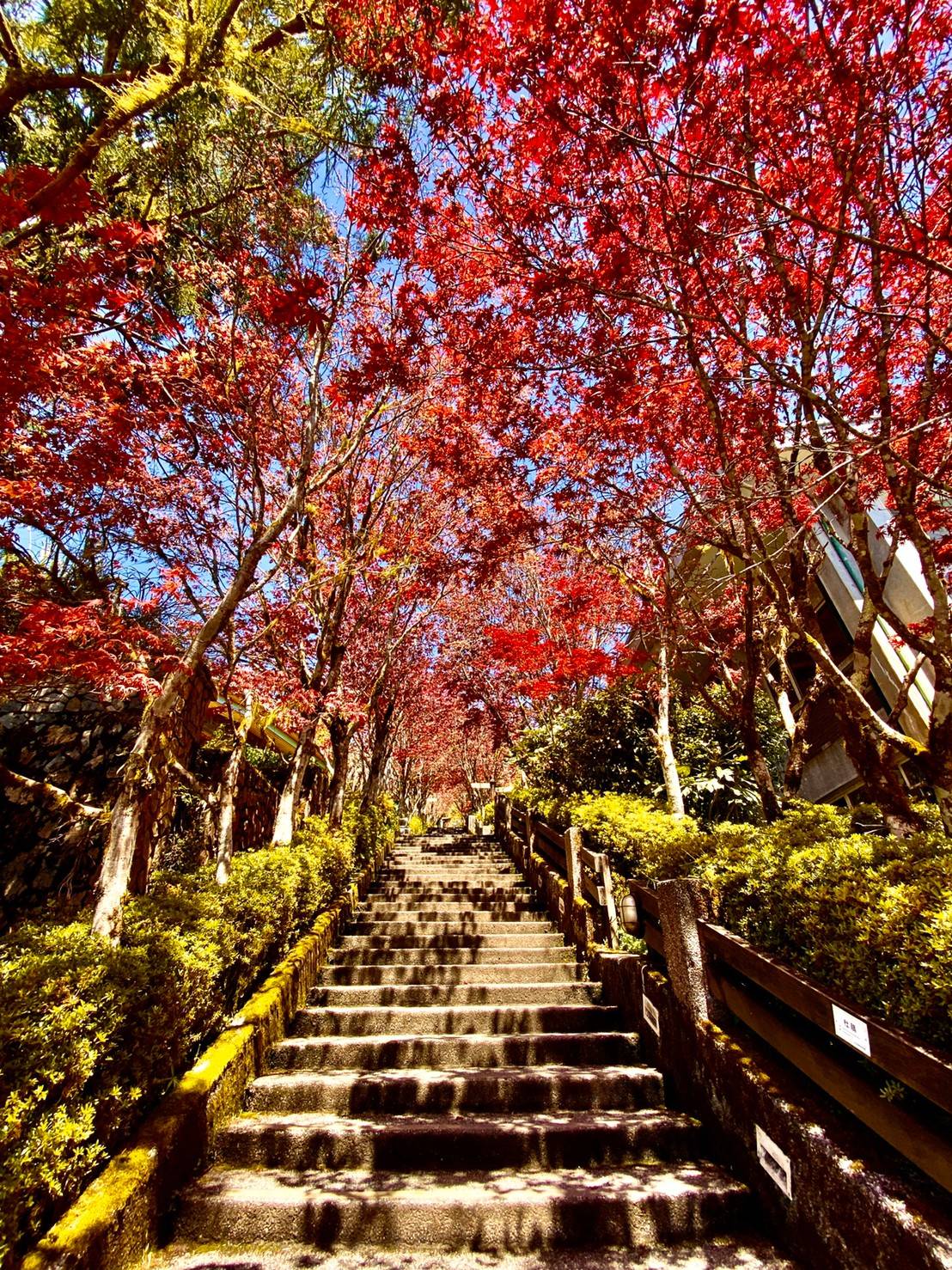 太平山國家森林遊樂區