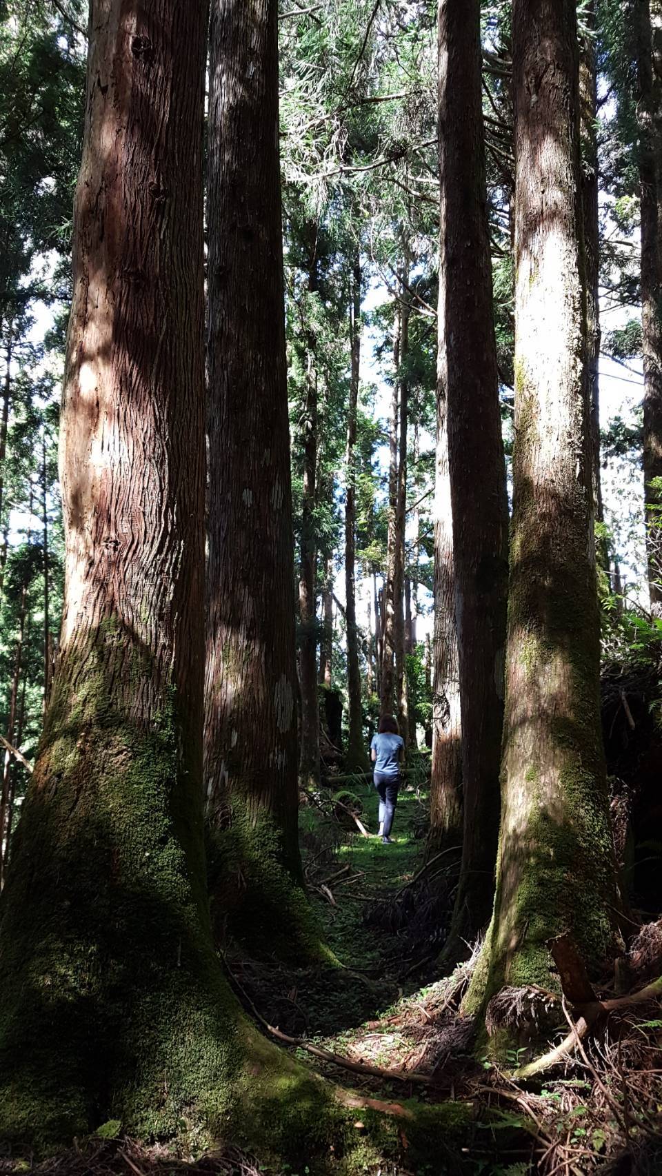 太平山國家森林遊樂區