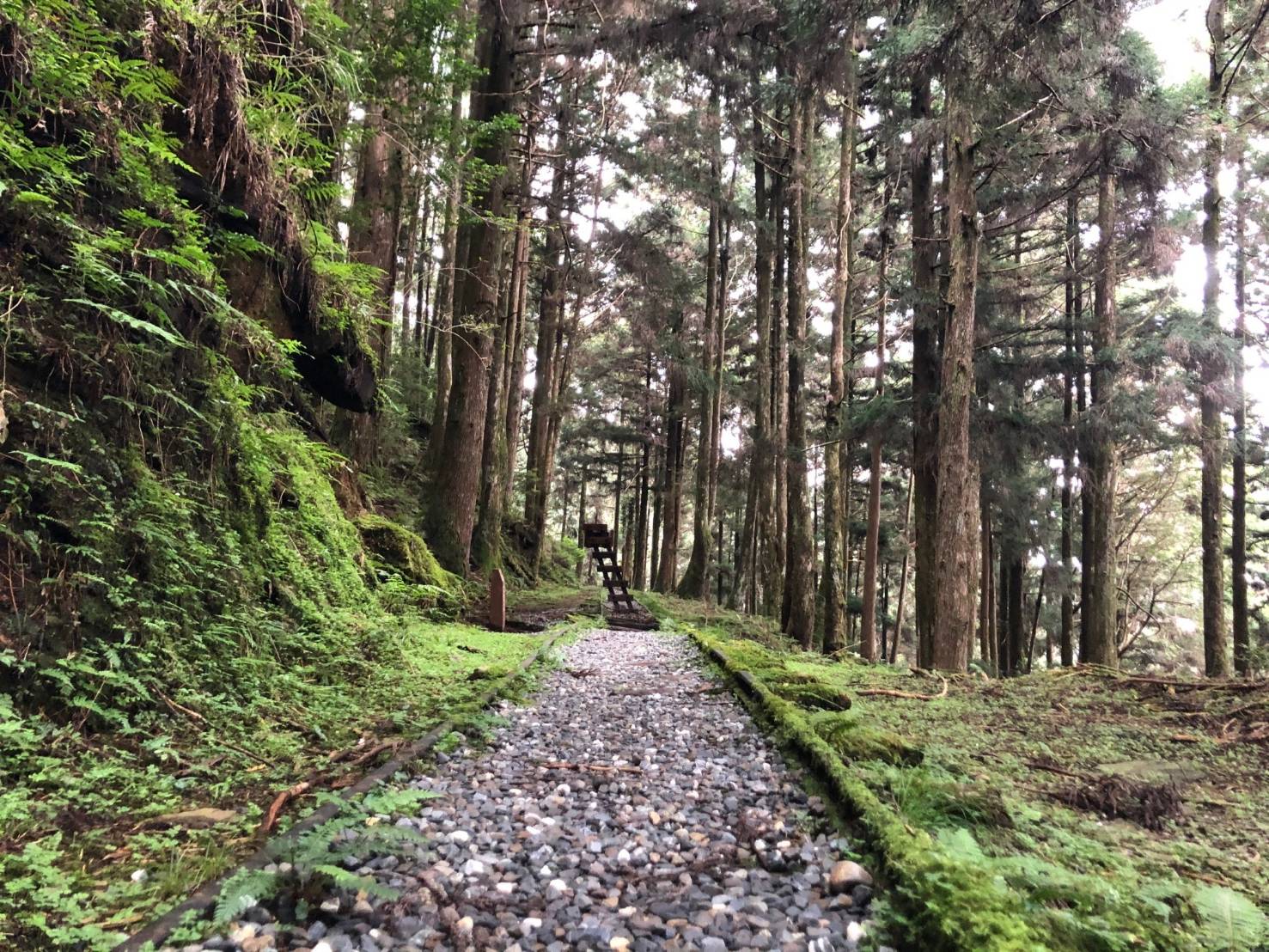 太平山國家森林遊樂區