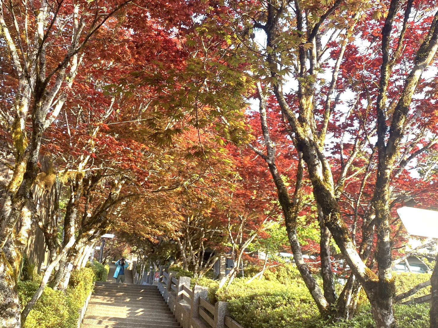 /太平山國家森林遊樂區