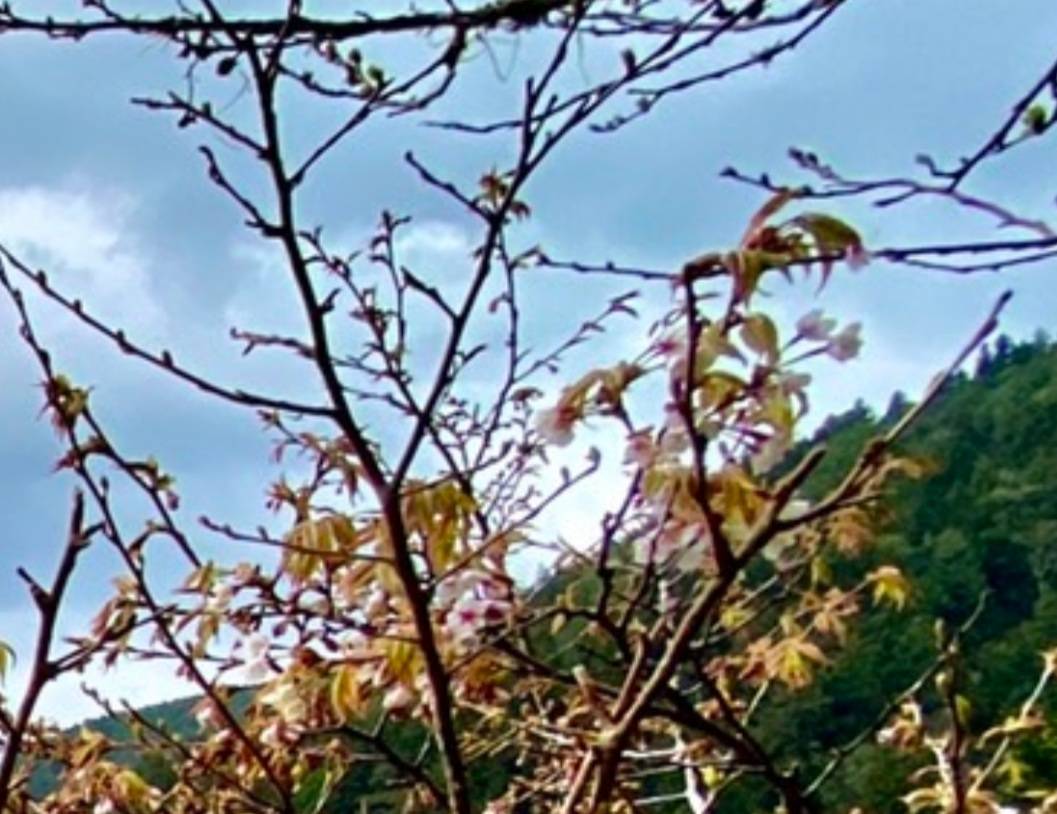 太平山櫻花正綻放