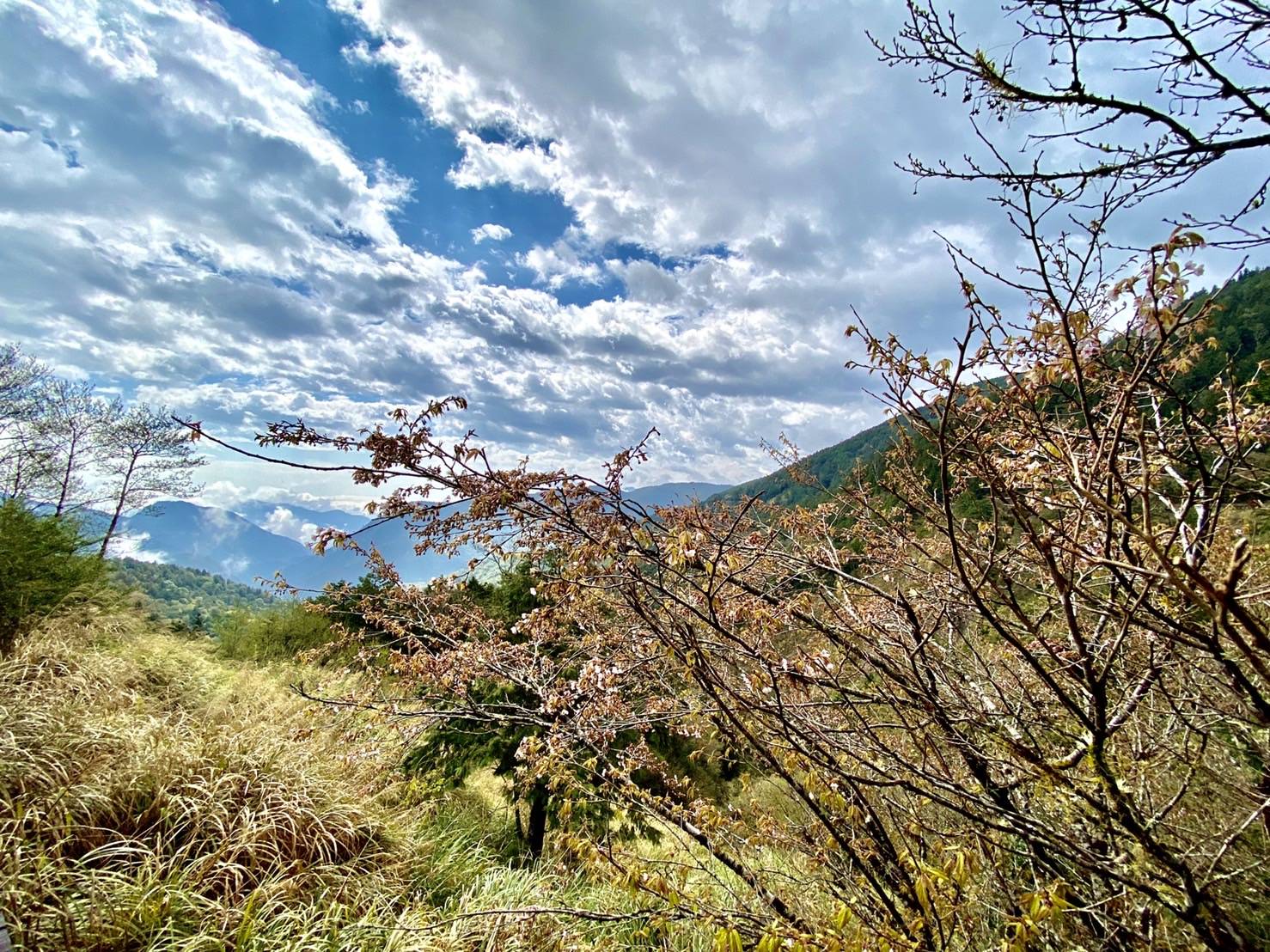 太平山櫻花正綻放