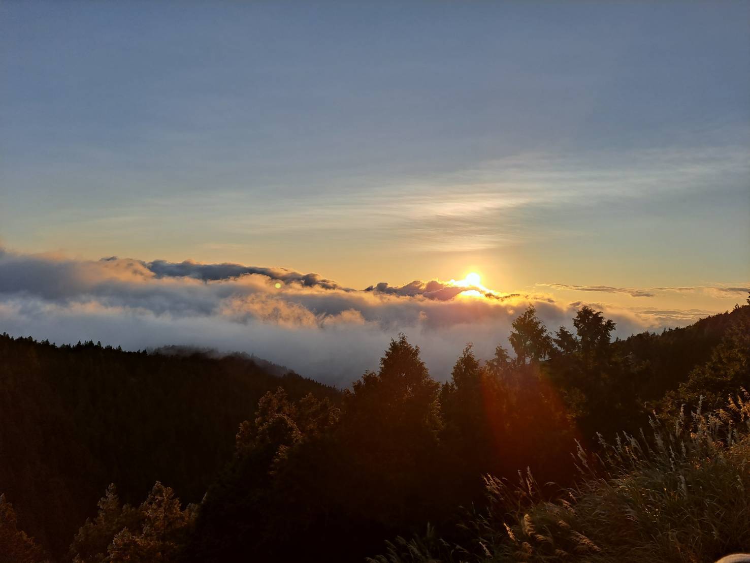 太平山紫葉槭綻放