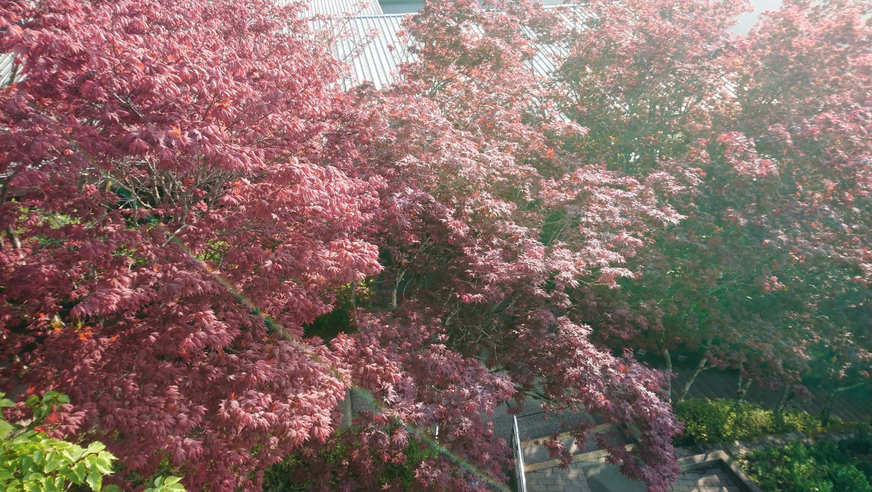 太平山紫葉槭綻放