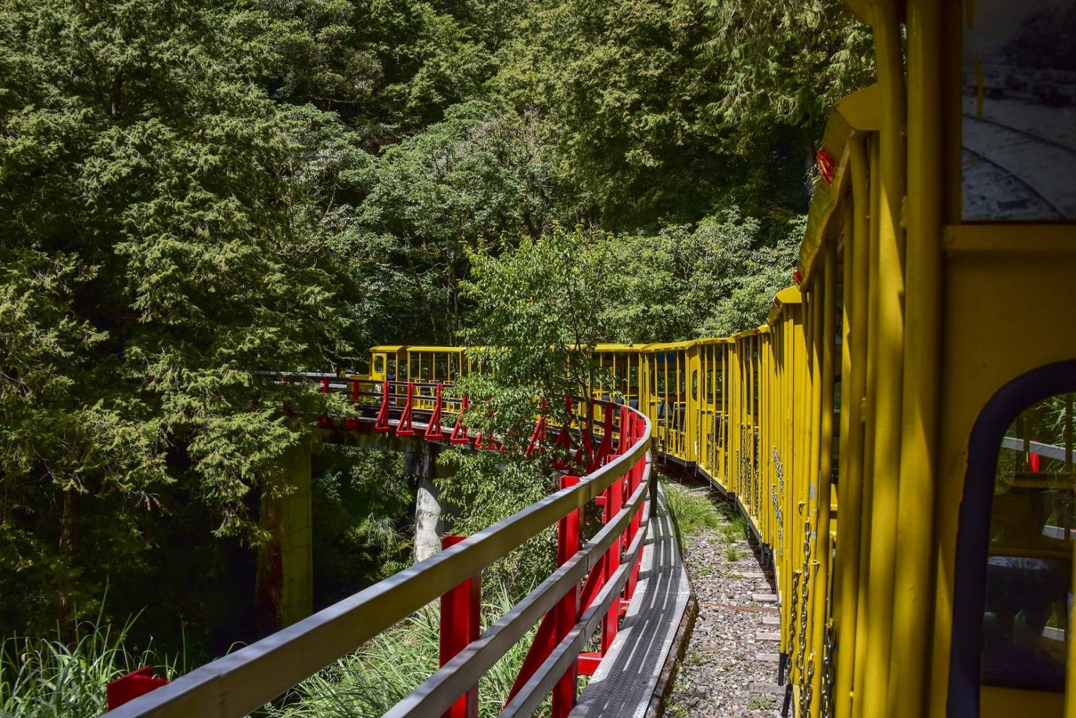 太平山紫葉槭綻放