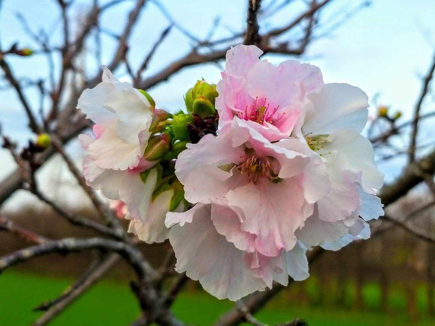 春分過了.百花盛開 來一趟羅莊櫻花歩道巡禮吧