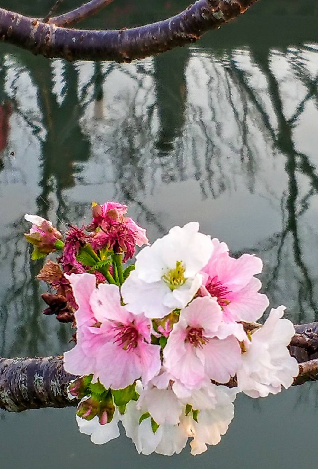 春分過了.百花盛開 來一趟羅莊櫻花歩道巡禮吧