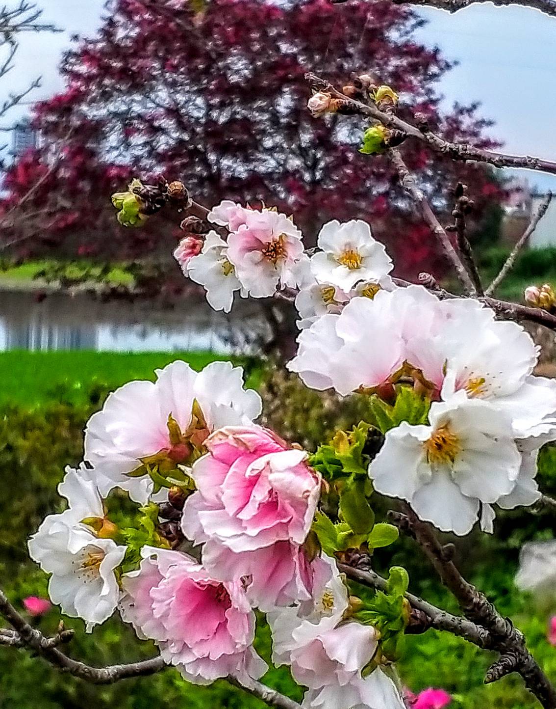 春分過了.百花盛開 來一趟羅莊櫻花歩道巡禮吧