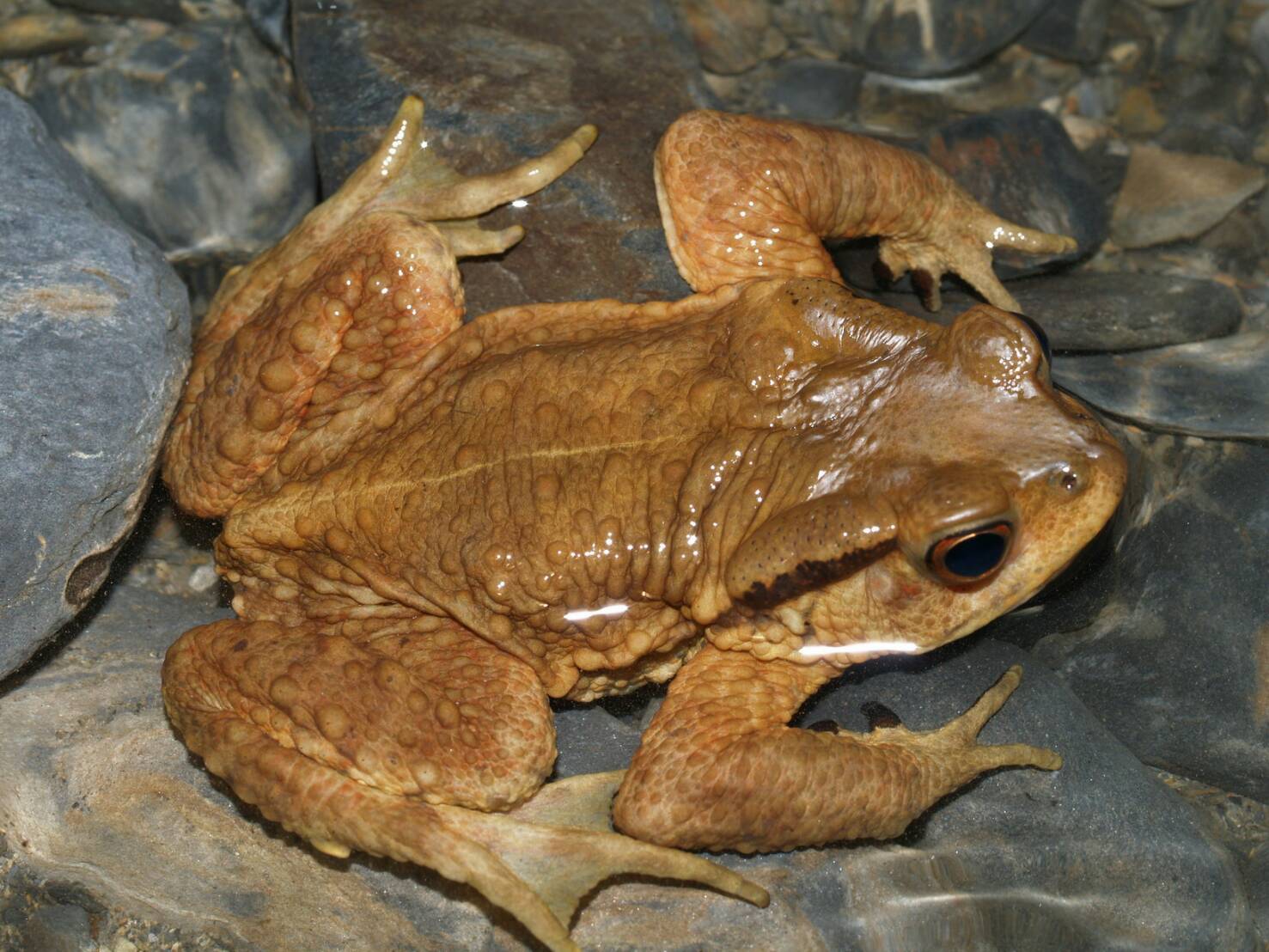 太平山夜間生態多樣 森林志工隊持續每季調查