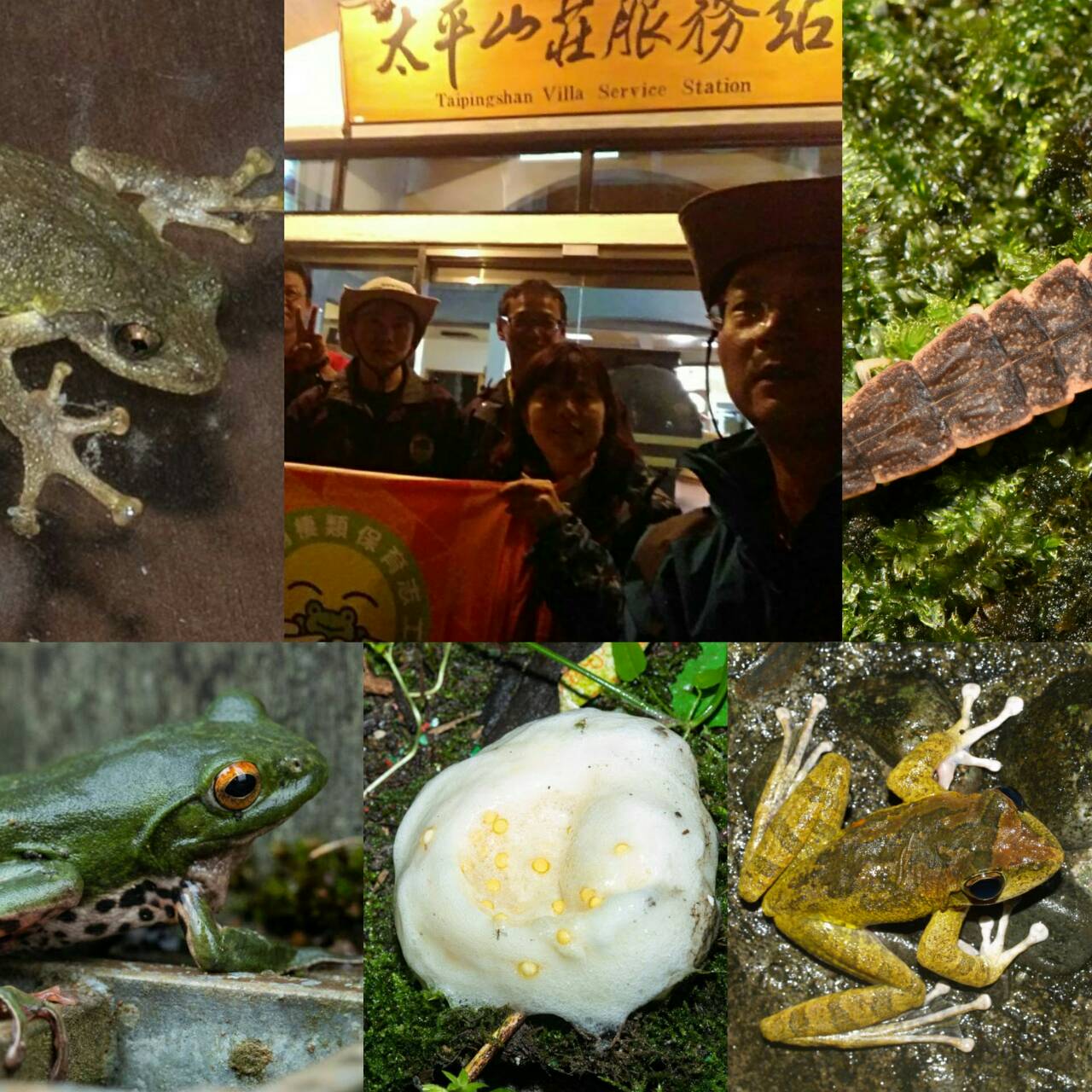 太平山夜間生態多樣 森林志工隊持續每季調查