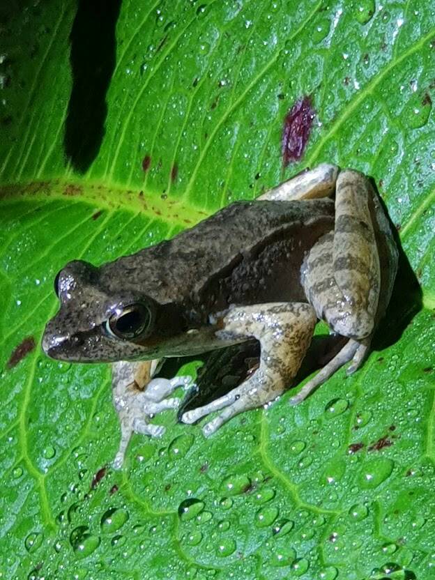 太平山夜間生態多樣 森林志工隊持續每季調查