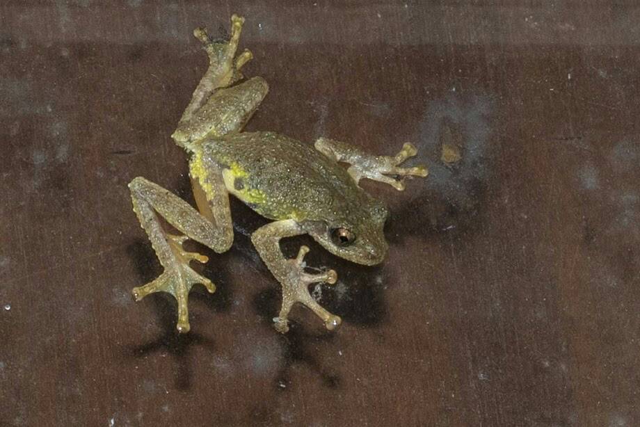 太平山夜間生態多樣 森林志工隊持續每季調查