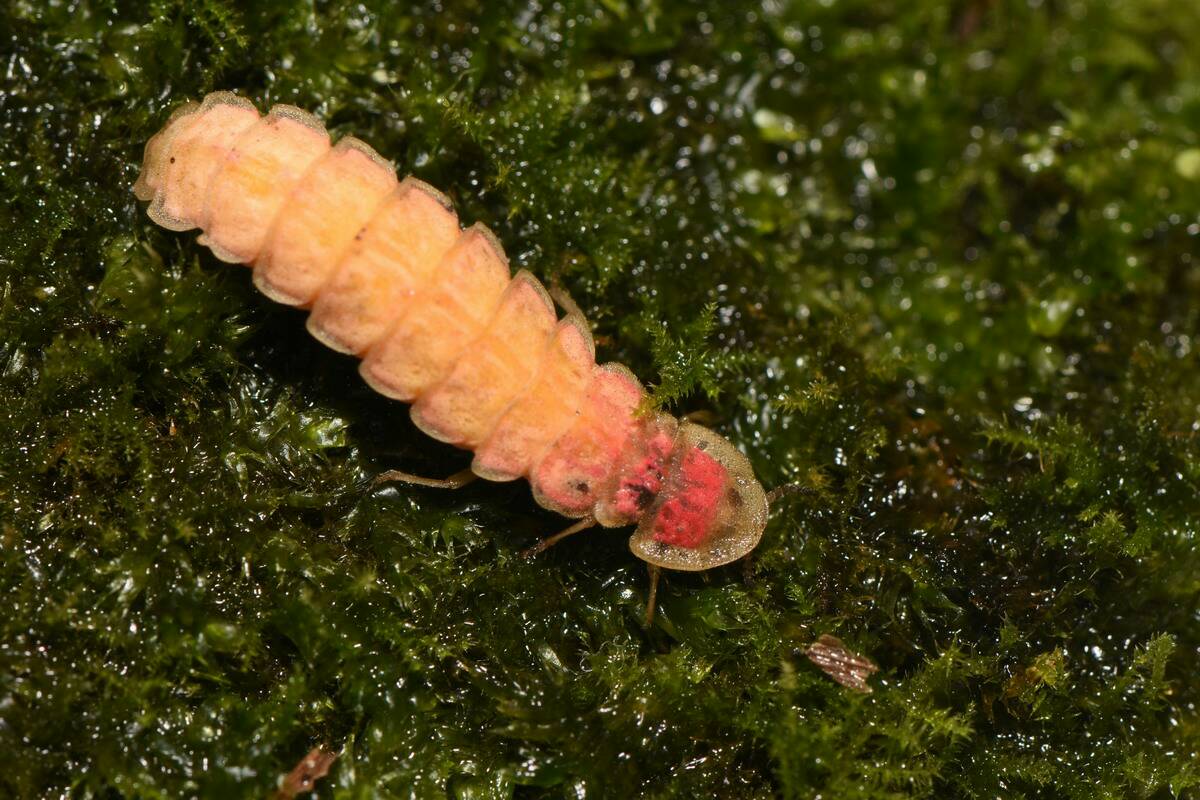 太平山夜間生態多樣 森林志工隊持續每季調查
