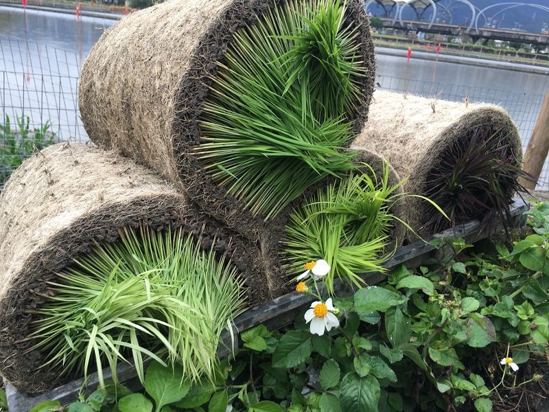 冬山火車站外圍稻田將種植鴨合米