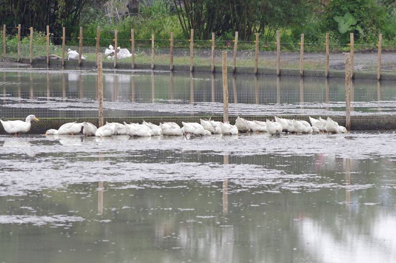 成群的鴨子尋找福壽螺覓食