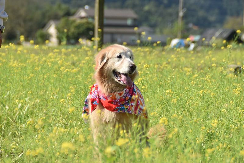 黃金獵犬入花海萌樣