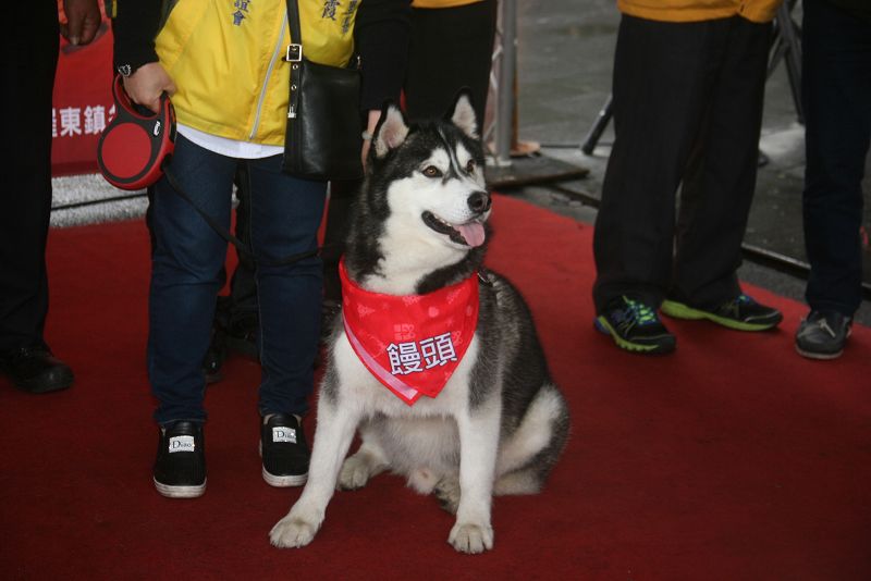哈士奇饅頭帥勁