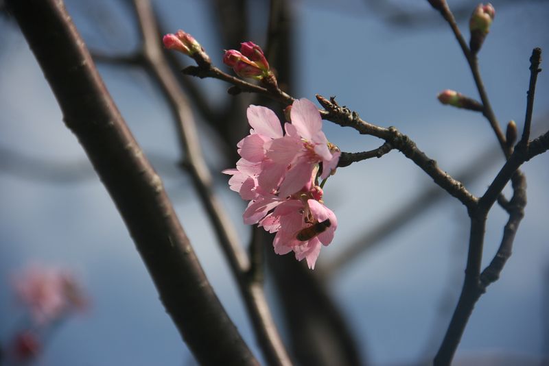 墨染櫻綻放蜜蜂前來採蜜