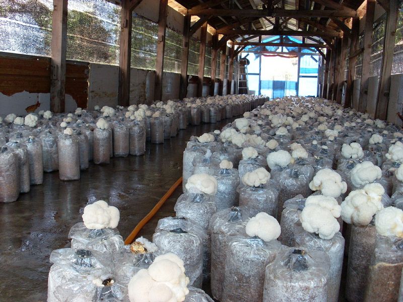 利用太空包種植的猴頭菇品質欄當優異