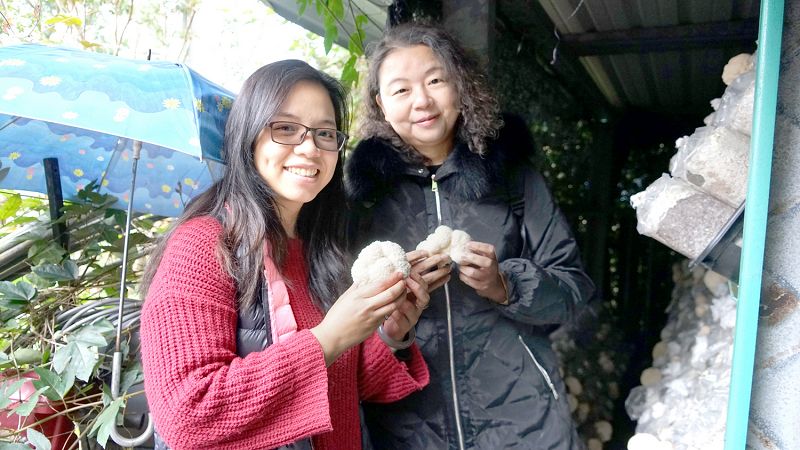 青農徐韋婷返鄉種植猴頭菇