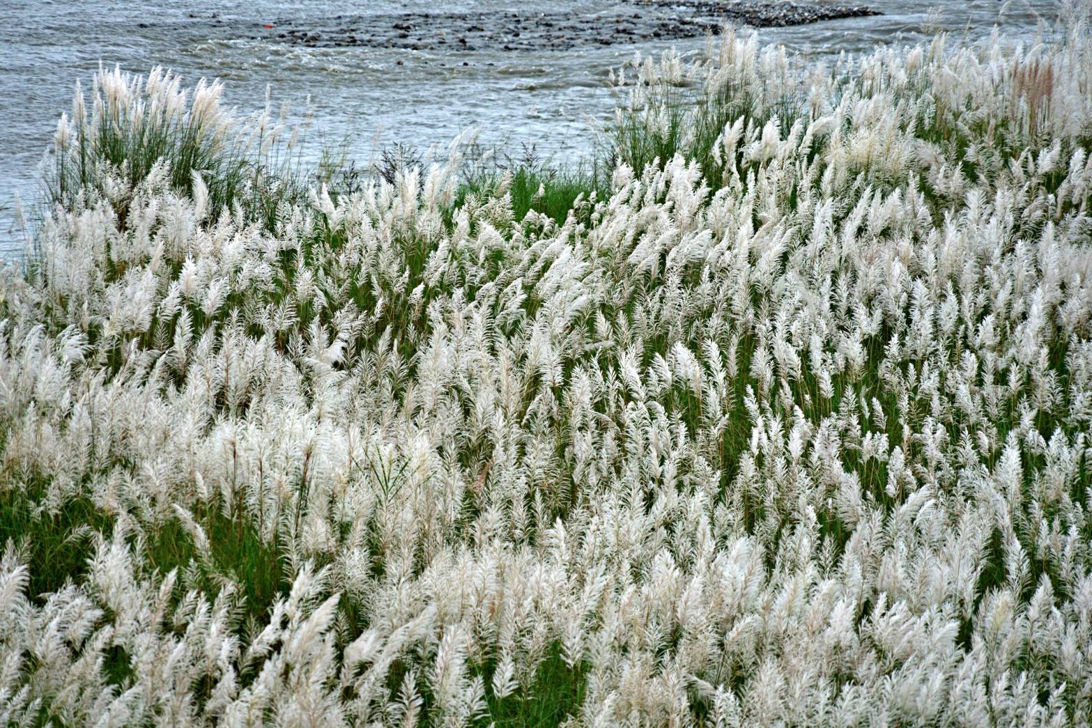 白色地毯芒花絕景