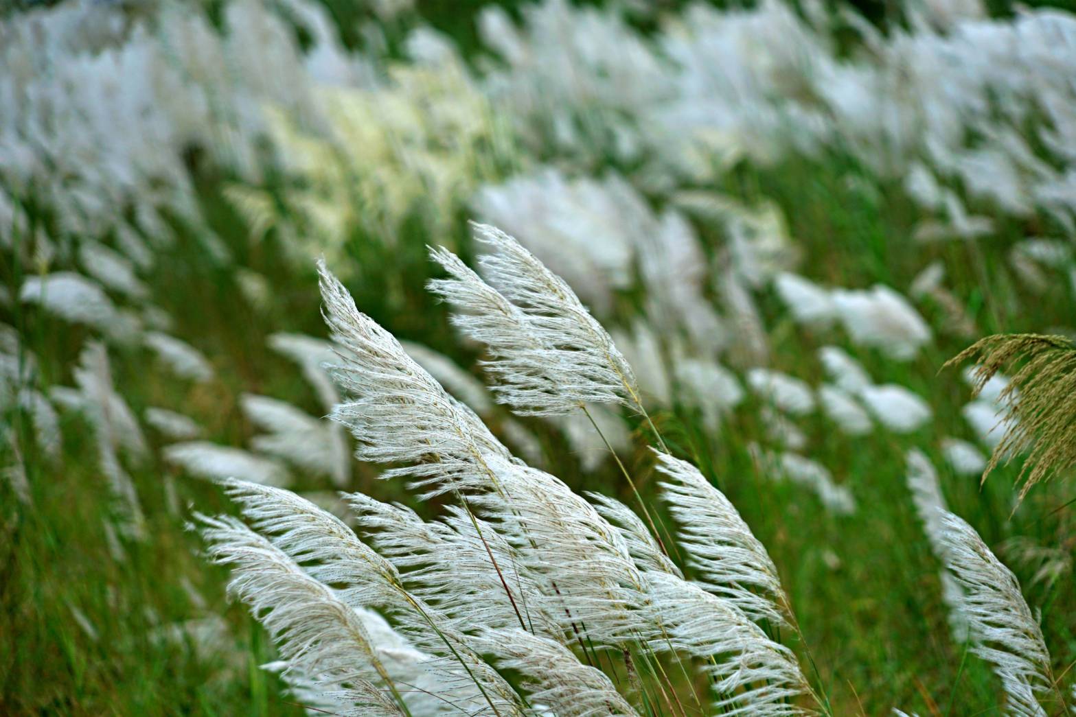 白色地毯芒花絕景