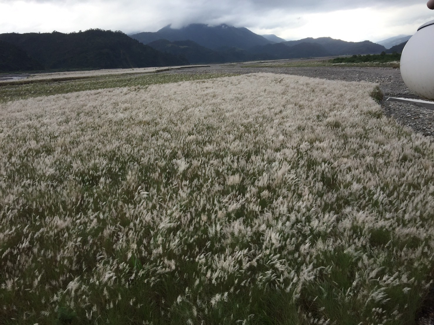 白色地毯芒花絕景