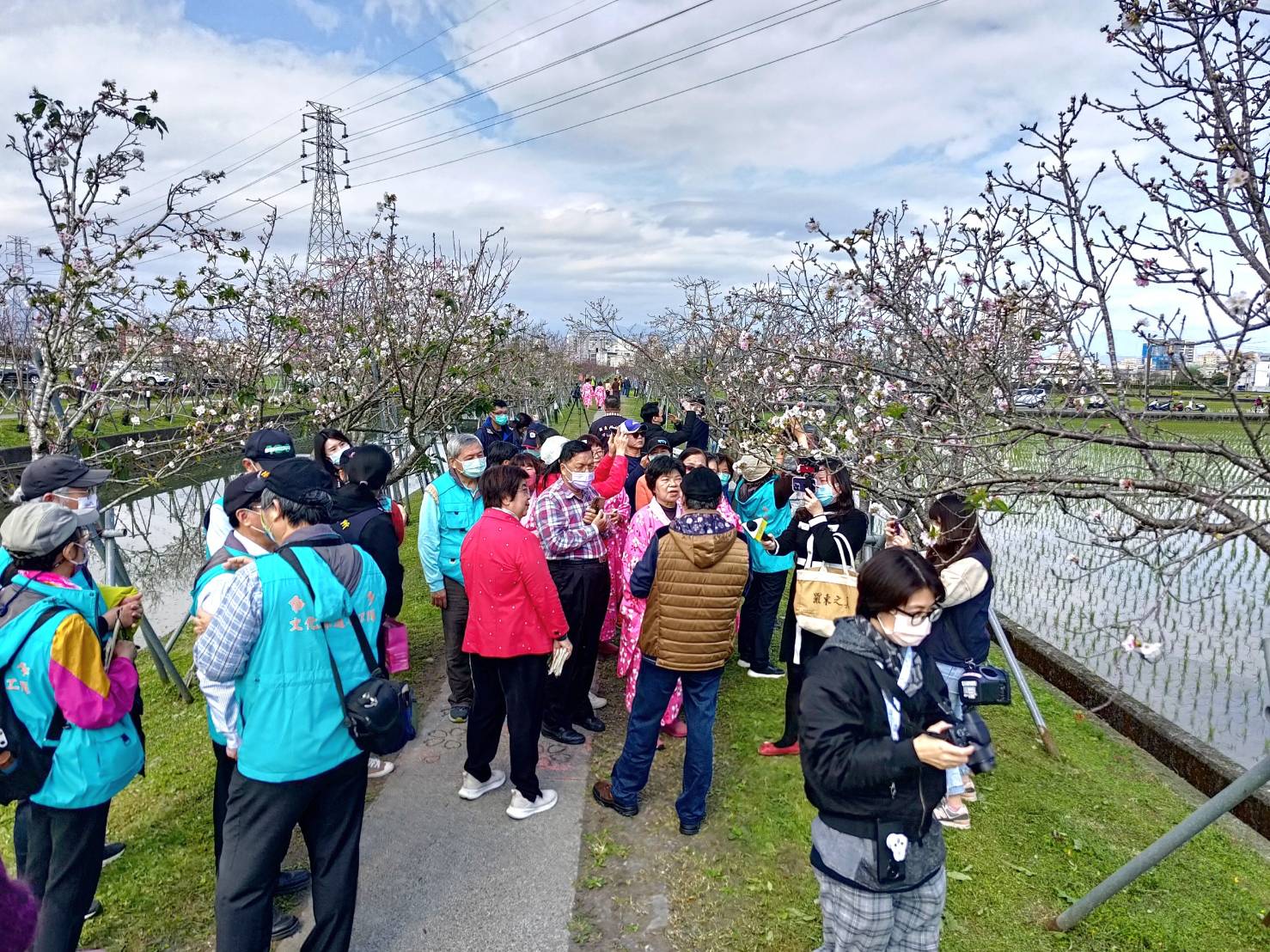 羅莊櫻花步道